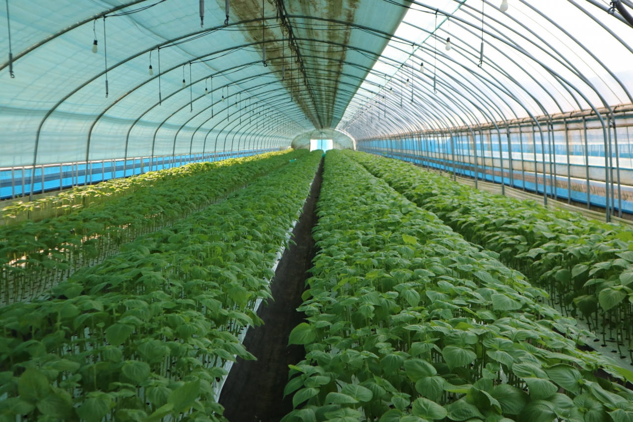 친환경농법으로 재배 하고 있는 이혁재 씨 시설채소 농장