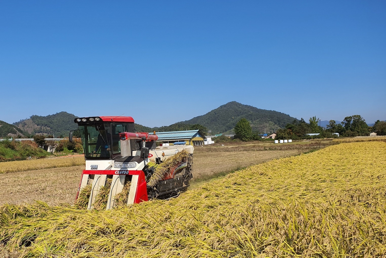 장성군은 올해 쌀 생산량이 전년 대비 20% 가량 증가할 것이라는 예상치를 내놨다.
