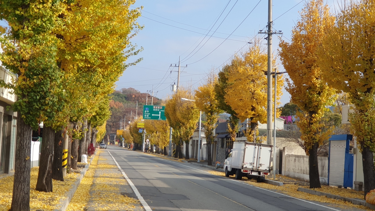 장성읍 성산 가로수길에 노란 은행꽃이 피었다. 50년 세월을 버텨온 이 은행나무는 올 11월을 마지막으로 장성천 둑방으로 이식된다. 2022년 11월 현재 은행나무 모습