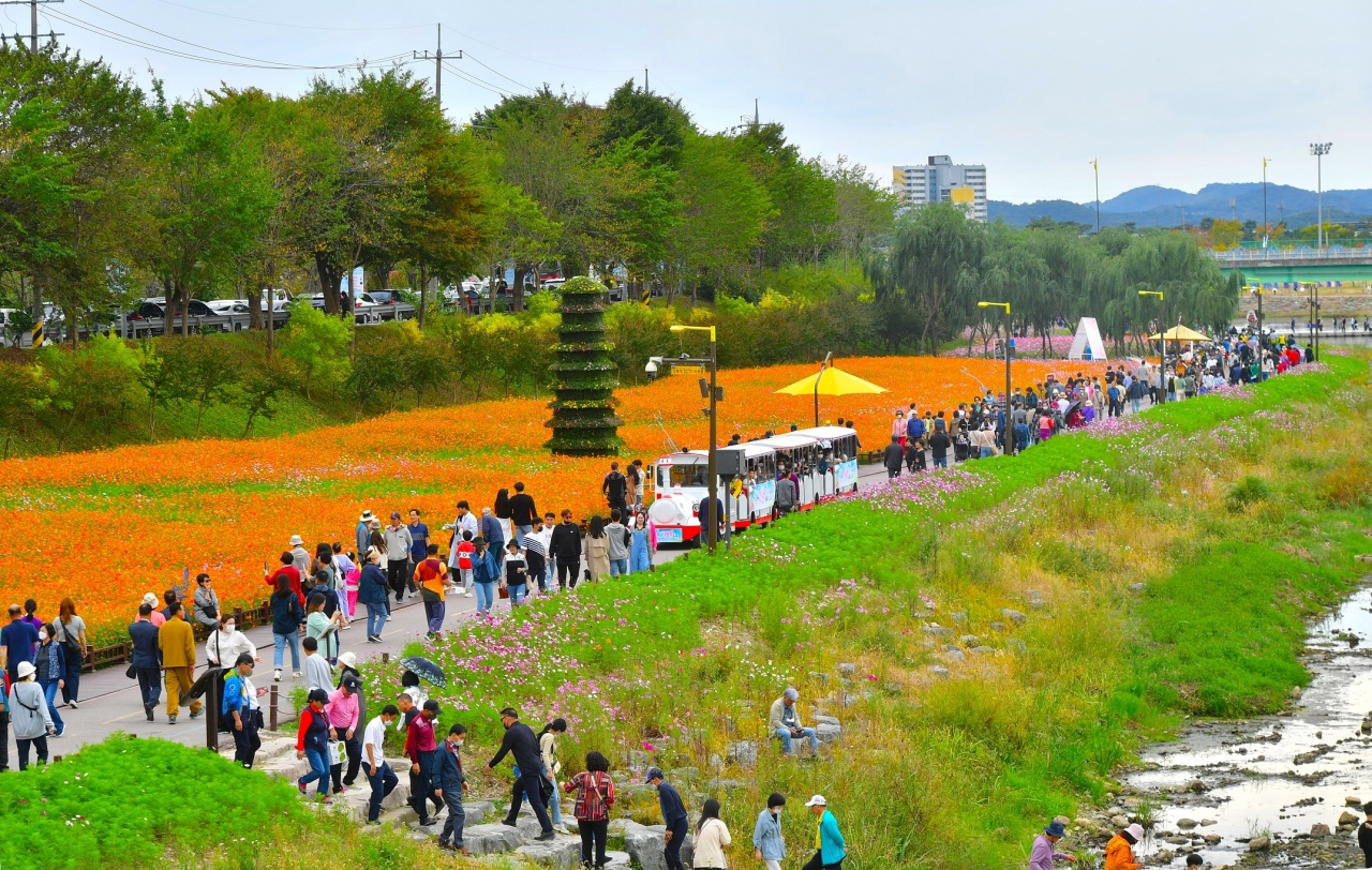 10월 8일 개막한 황룡강 가을꽃축제, 77만여명이 다녀갔다.