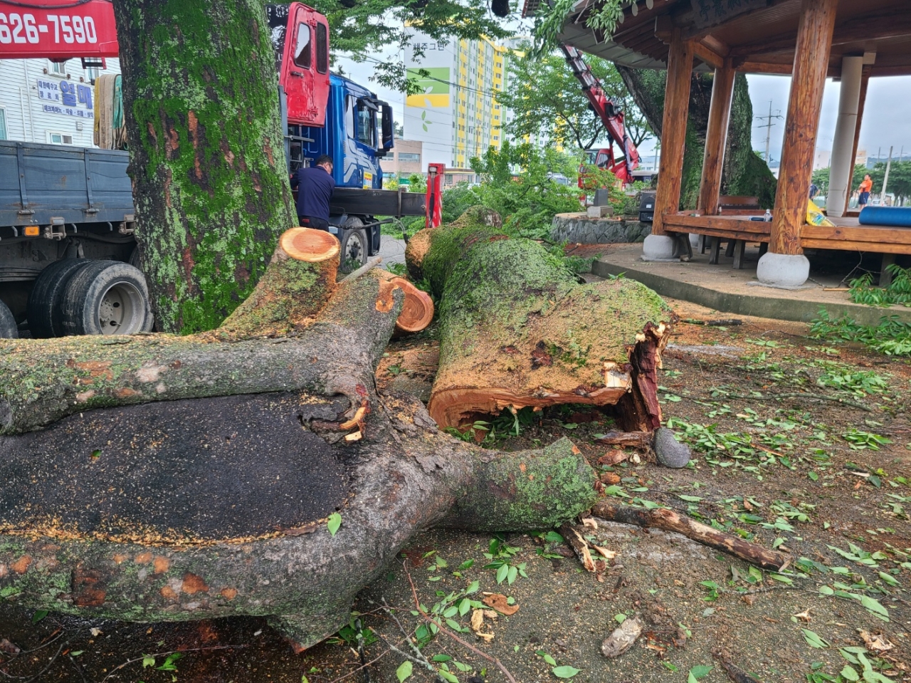 장성읍은 주민의 안전을 위해 느티나무를 제거하기로 했다.