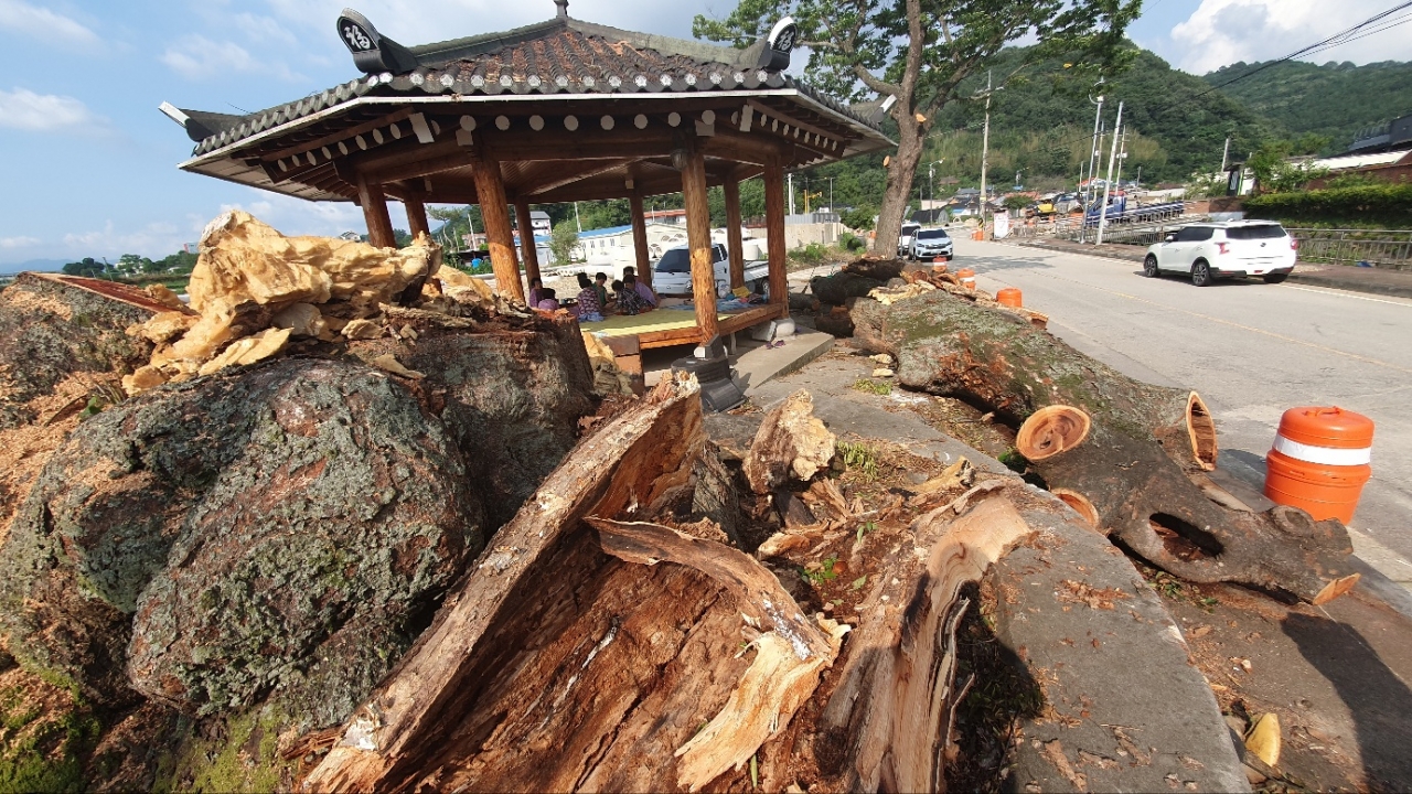 지난 폭우로 쓰러진 마을 보호수 느티나무가 누정 한 켠에 잘리운 채 누워있다.