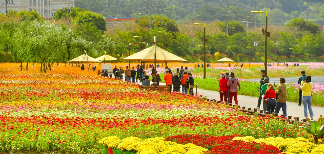 황룡강 가을꽃 축제는 꽃과 사람들의 어울림 축제다. 꽃이 사람이고 사람이 꽃이 되어 웃음꽃이 피어나는 축제다.