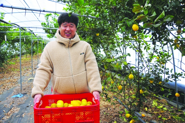 출하한 레몬은 친환경 농가의 협동조합인 한 살림에 전량 납품한다. 김상일 씨가 방금 수확한 레몬을 들어보이고 있다.